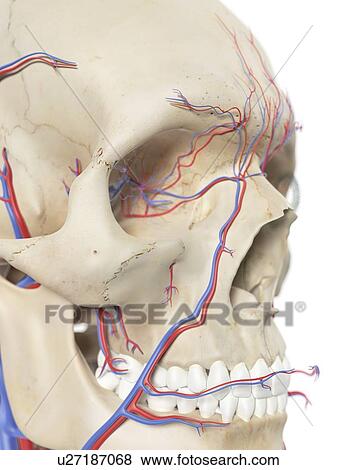 血管 中に 顔 ｱｰﾄﾜｰｸ イラスト U Fotosearch