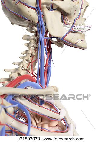 血管 中に 首 ｱｰﾄﾜｰｸ イラスト U Fotosearch