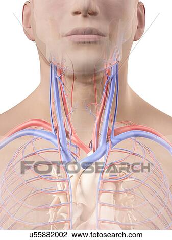 血管 中に 首 ｱｰﾄﾜｰｸ スケッチ U Fotosearch