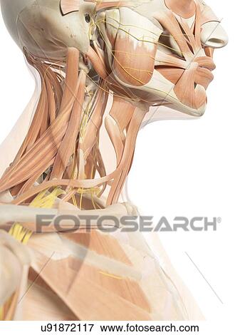 首の筋肉 そして 神経 ｱｰﾄﾜｰｸ イラスト U Fotosearch