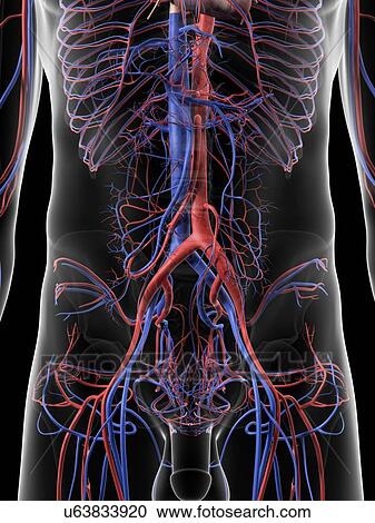 Clipart - Abdominal blood vessels, artwork. Fotosearch