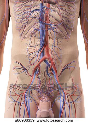 Abdominal blood vessels, artwork View Large Illustration Stock Illustration - Abdominal blood vessels, artwork. Fotosearch