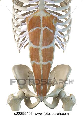 Stock Illustration - Abdominal muscle, artwork. Fotosearch