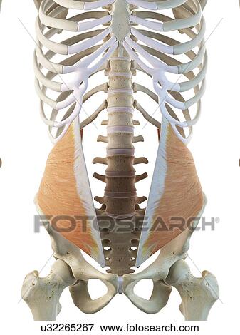 Abdominal muscle, artwork Stock Illustration | u32265267 | Fotosearch