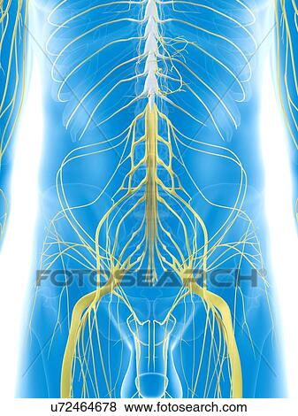 Stock Illustration - Abdominal nerves, artwork. Fotosearch