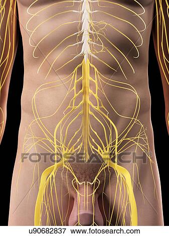 Abdominal nerves, artwork View Large Illustration Stock Illustration - Abdominal nerves, artwork. Fotosearch