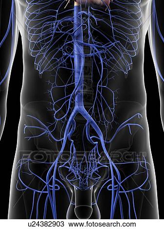 Drawing - Abdominal veins, artwork. Fotosearch