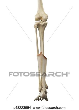 Achilles tendon, artwork View Large Illustration Stock Illustration - Achilles tendon, artwork. Fotosearch