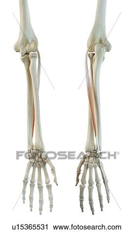 Clip Art - Arm muscle, artwork. Fotosearch