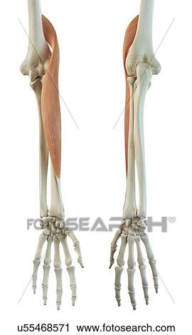 Arm muscle, artwork View Large Illustration Clip Art - Arm muscle, artwork. Fotosearch