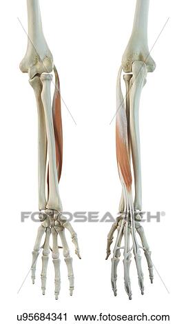 Arm muscle, artwork View Large Illustration Clip Art - Arm muscle, artwork. Fotosearch