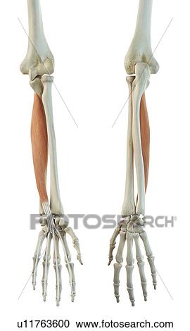 Clipart - Arm muscle, artwork. Fotosearch