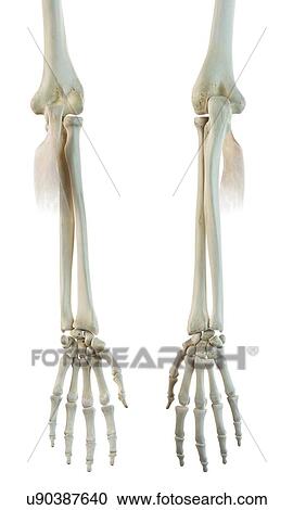 Arm muscle, artwork Clipart | u90387640 | Fotosearch