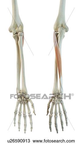 Drawing - Arm muscle, artwork. Fotosearch