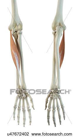 Arm muscle, artwork View Large Illustration Drawing - Arm muscle, artwork. Fotosearch