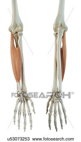 Drawing - Arm muscle, artwork. Fotosearch
