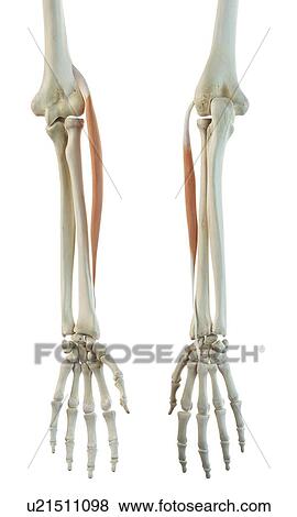 Arm muscle, artwork View Large Illustration Stock Illustration - Arm muscle, artwork. Fotosearch