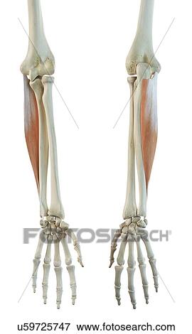 Arm muscle, artwork View Large Illustration Stock Illustration - Arm muscle, artwork. Fotosearch