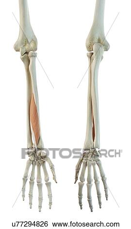 Arm muscle, artwork View Large Illustration Stock Illustration - Arm muscle, artwork. Fotosearch
