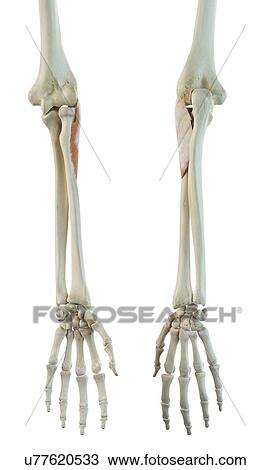 Arm muscles, artwork View Large Illustration Drawing - Arm muscles, artwork. Fotosearch