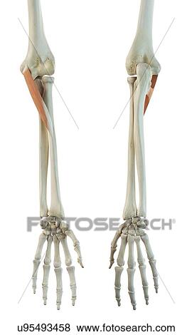 Arm muscles, artwork View Large Illustration Stock Illustration - Arm muscles, artwork. Fotosearch
