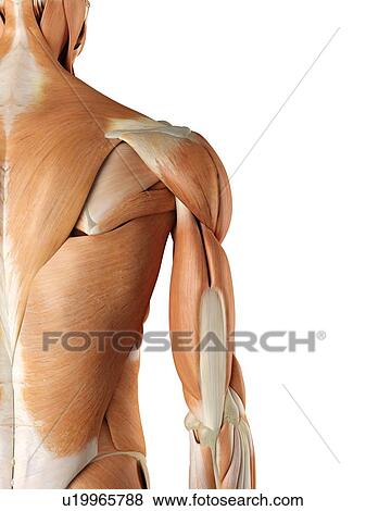Stock Illustration - Back and shoulder muscles, artwork. Fotosearch