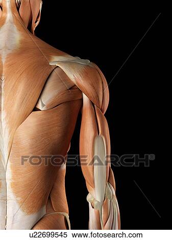 Stock Illustration - Back and shoulder muscles, artwork. Fotosearch