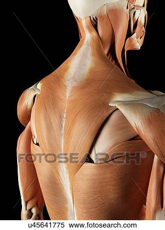 Back and shoulder muscles, artwork View Large Illustration Stock Illustration - Back and shoulder muscles, artwork. Fotosearch