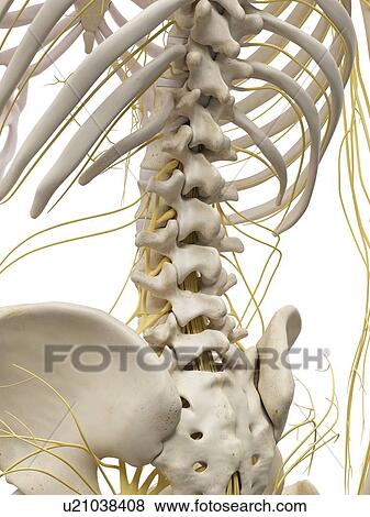 Stock Illustration - Back bones and nerves, artwork. Fotosearch