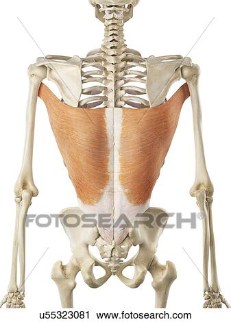 Back muscle, artwork View Large Illustration Clip Art - Back muscle, artwork. Fotosearch