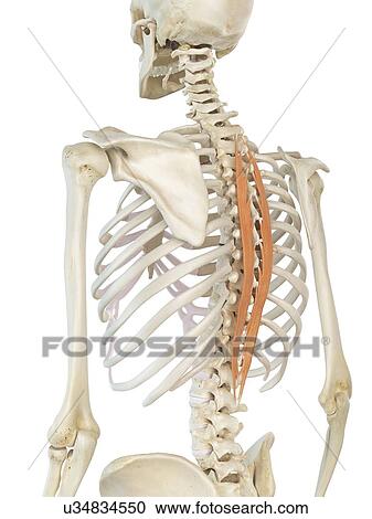 Back muscle, artwork View Large Illustration Clipart - Back muscle, artwork. Fotosearch