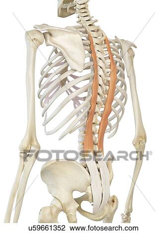 Back muscle, artwork View Large Illustration Drawing - Back muscle, artwork. Fotosearch