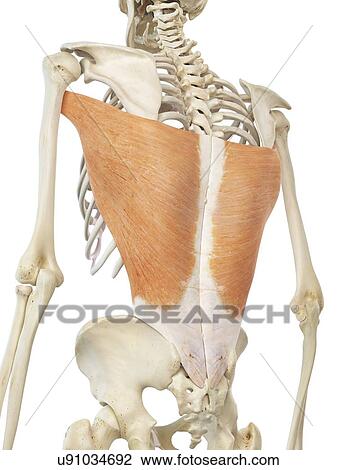 Drawing - Back muscle, artwork. Fotosearch