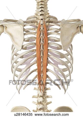 Back muscle, artwork View Large Illustration Stock Illustration - Back muscle, artwork. Fotosearch