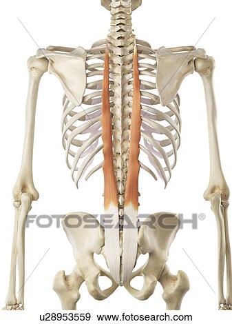 Back muscle, artwork View Large Illustration Stock Illustration - Back muscle, artwork. Fotosearch