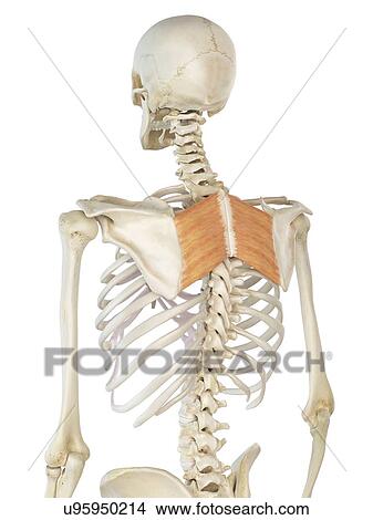 Back muscle, artwork View Large Illustration Stock Illustration - Back muscle, artwork. Fotosearch