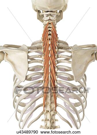 Clipart - Back muscles, artwork. Fotosearch