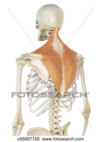 Clipart - Back muscles, artwork. Fotosearch