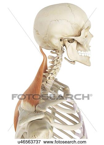 Stock Illustration - Back muscles, artwork. Fotosearch