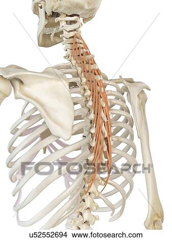 Stock Illustration - Back muscles, artwork. Fotosearch