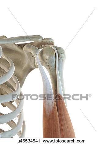 Clip Art - Biceps muscle, artwork. Fotosearch