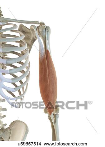 Biceps muscle, artwork Stock Illustration | u59857514 | Fotosearch