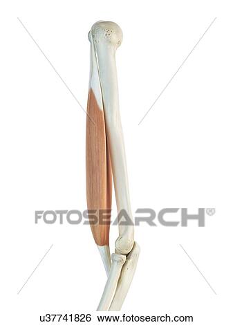 Biceps tendon, artwork View Large Illustration Stock Illustration - Biceps tendon, artwork. Fotosearch