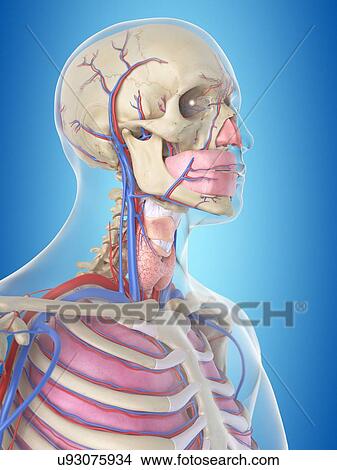Blood vessels in head, artwork View Large Illustration Stock Illustration - Blood vessels in head, artwork. Fotosearch