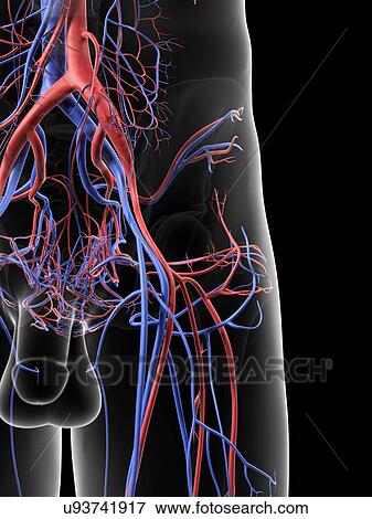 Blood vessels in hip, artwork View Large Illustration Stock Illustration - Blood vessels in hip, artwork. Fotosearch