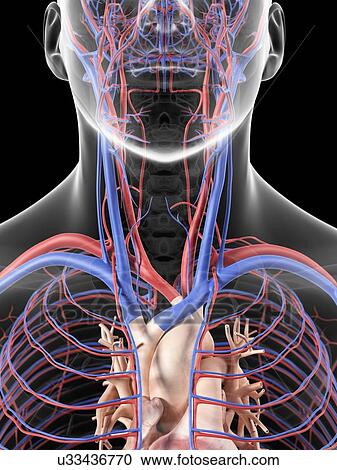 Blood vessels in neck, artwork View Large Illustration Clipart - Blood vessels in neck, artwork. Fotosearch