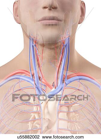 Blood vessels in neck, artwork View Large Illustration Drawing - Blood vessels in neck, artwork. Fotosearch