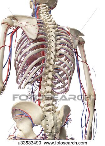 Clipart - Blood vessels in the back, artwork. Fotosearch