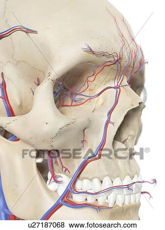 Stock Illustration - Blood vessels in the face, artwork. Fotosearch