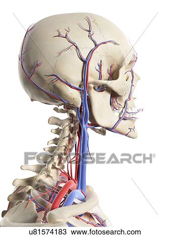 Blood vessels in the head, artwork View Large Illustration Drawing - Blood vessels in the head, artwork. Fotosearch